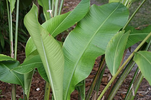Heliconia aurea