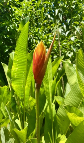 Heliconia episcopalis (Heliconia episcopalis)