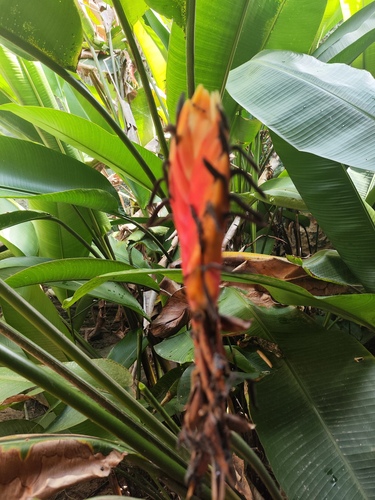 Heliconia episcopalis (Heliconia episcopalis)