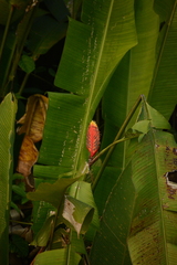 Heliconia episcopalis (Heliconia episcopalis)