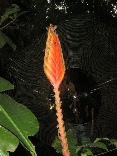 Heliconia episcopalis (Heliconia episcopalis)