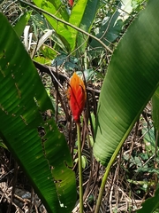 Heliconia episcopalis (Heliconia episcopalis)