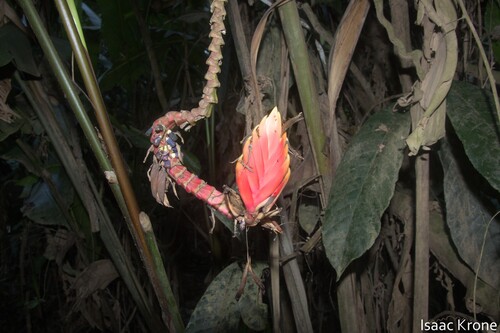 Heliconia episcopalis (Heliconia episcopalis)