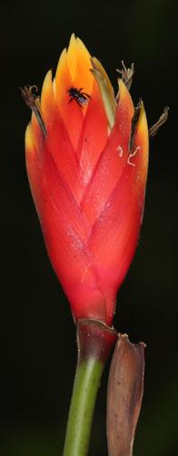 Heliconia episcopalis (Heliconia episcopalis)