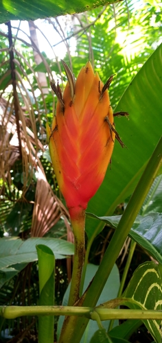 Heliconia episcopalis (Heliconia episcopalis)