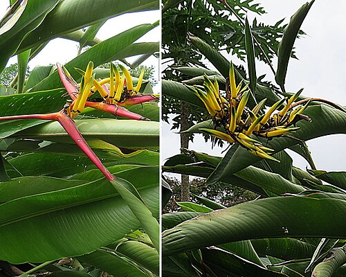 Heliconia hirsuta: A small species for its genus, and hence a garden favorite. Widespread in nature; and in the Amazon area the roots are used to make a beverage. Photo from Summi