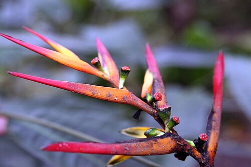 Heliconia hirsuta: Location taken: Wilson Botanical Garden, Las Cruces Biological Station, Costa Rica. Names: Heliconia schiedeana Klotzsch Classification: Plantae > Angiosperms >