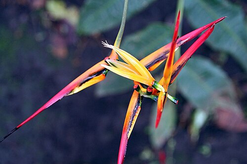 Heliconia hirsuta: Location taken: Wilson Botanical Garden, Las Cruces Biological Station, Costa Rica. Names: Heliconia schiedeana Klotzsch Classification: Plantae > Angiosperms >