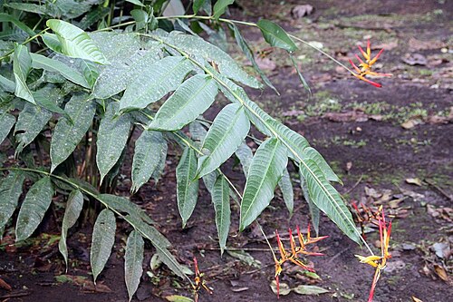 Heliconia hirsuta: Location taken: Wilson Botanical Garden, Las Cruces Biological Station, Costa Rica. Names: Heliconia schiedeana Klotzsch Classification: Plantae > Angiosperms >