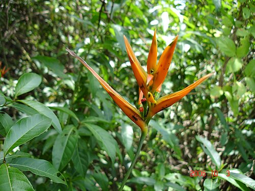 Heliconia hirsuta: Vegetacion de tepuyes Heliconia hirsuta
