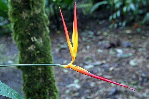 Heliconia hirsuta: Location taken: Wilson Botanical Garden, Las Cruces Biological Station, Costa Rica. Names: Heliconia schiedeana Klotzsch Classification: Plantae > Angiosperms >