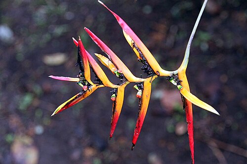 Heliconia hirsuta: Location taken: Wilson Botanical Garden, Las Cruces Biological Station, Costa Rica. Names: Heliconia schiedeana Klotzsch Classification: Plantae > Angiosperms >