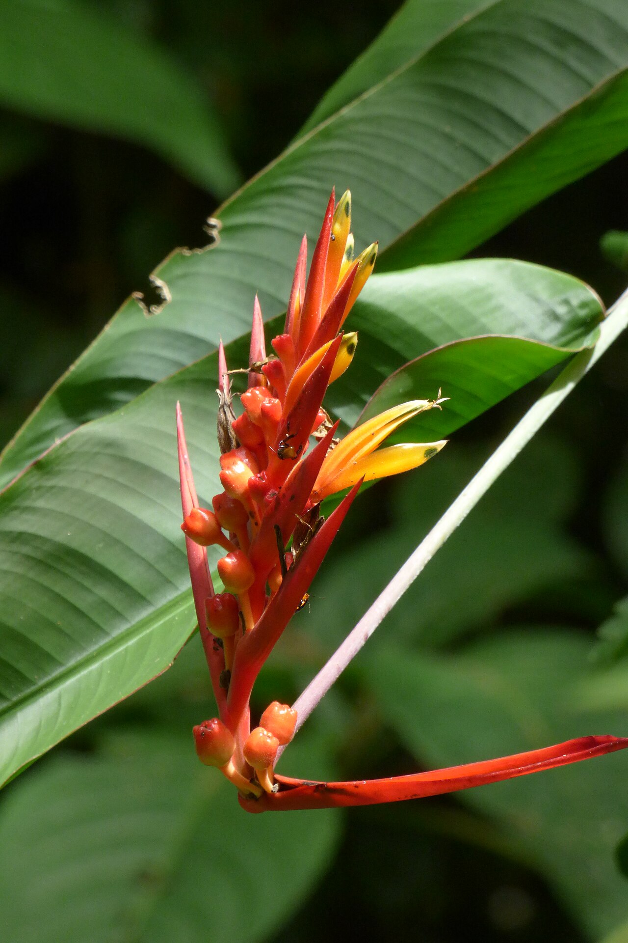 Heliconia hirsuta: Gracias a César Giraldo por su ayuda en la identificación de esta especie.