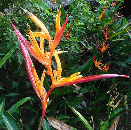 Heliconia hirsuta: Dick Culbert: Most heliconias are overwhelming in size for the average garden. This is the more moderate Heliconia hirsuta , which was widely spread in the neot