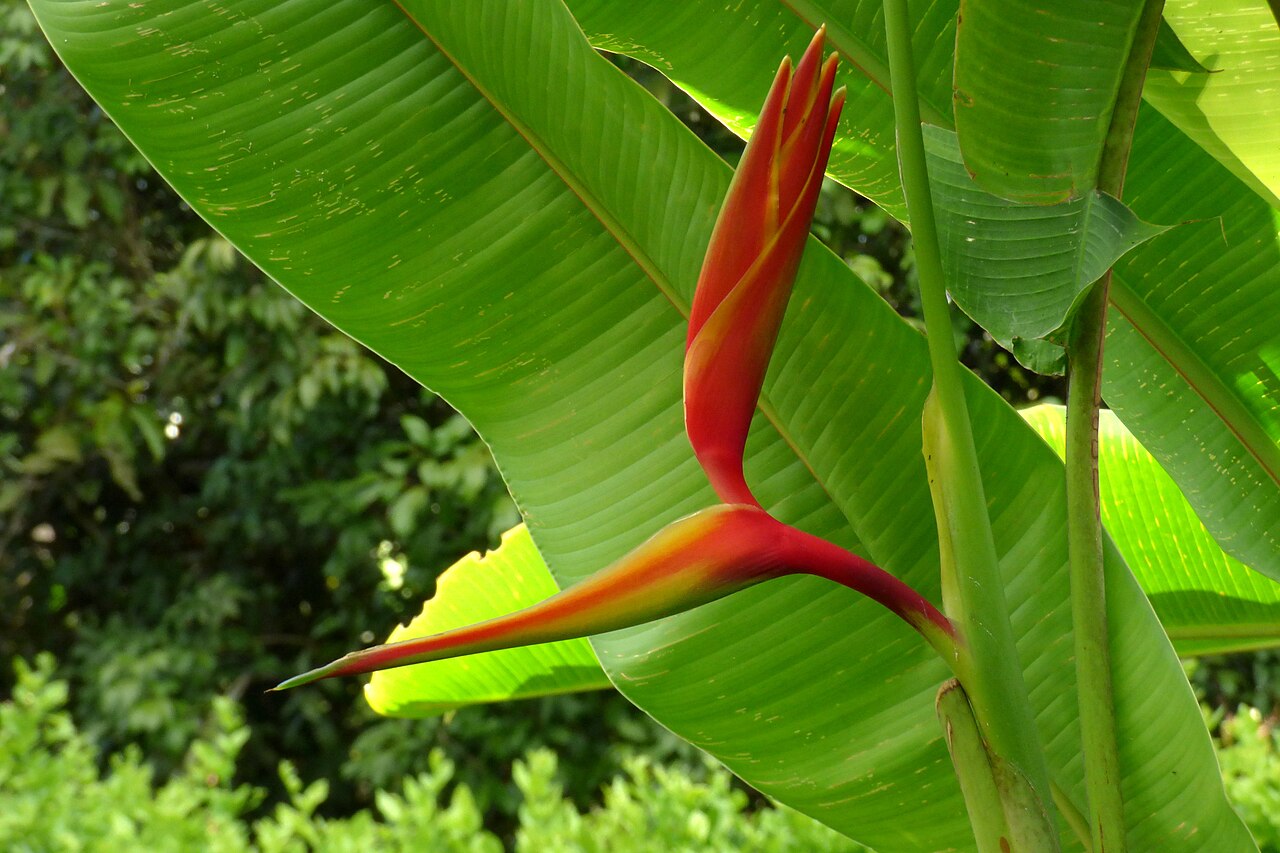 Heliconia thomasiana: Heliconia thomasiana