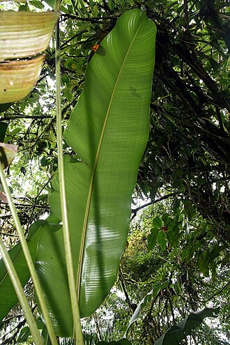 Heliconia trichocarpa: Location taken: Wilson Botanical Garden, Las Cruces Biological Station, Costa Rica. Names: Heliconia trichocarpa G.S.Daniels & F.G.Stiles Classification: Planta