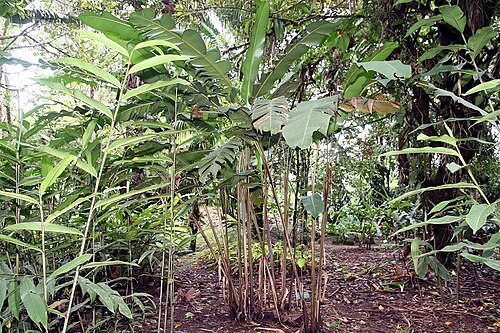 Heliconia trichocarpa: Location taken: Wilson Botanical Garden, Las Cruces Biological Station, Costa Rica. Names: Heliconia trichocarpa G.S.Daniels & F.G.Stiles Classification: Planta