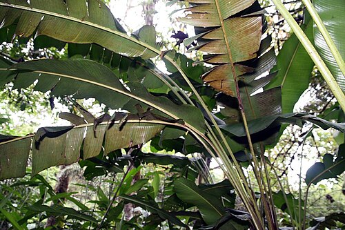 Heliconia trichocarpa: Location taken: Wilson Botanical Garden, Las Cruces Biological Station, Costa Rica. Names: Heliconia trichocarpa G.S.Daniels & F.G.Stiles Classification: Planta