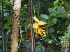 Heliconia umbrophila (Heliconia umbrophila)