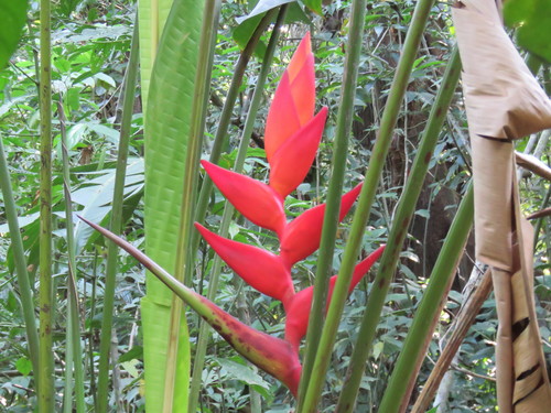 Heliconia uxpanapensis (Heliconia uxpanapensis)