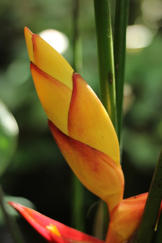 Heliconia uxpanapensis (Heliconia uxpanapensis)
