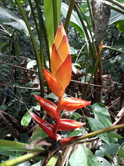 Heliconia uxpanapensis (Heliconia uxpanapensis)