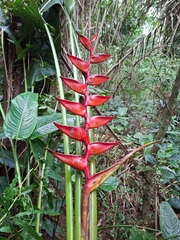 Heliconia uxpanapensis (Heliconia uxpanapensis)