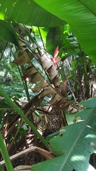 Heliconia uxpanapensis (Heliconia uxpanapensis)