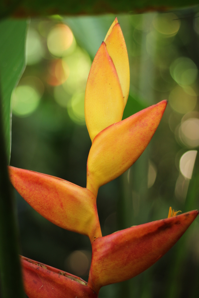 Heliconia uxpanapensis (Heliconia uxpanapensis)