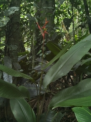 Heliconia vaginalis (Heliconia vaginalis)