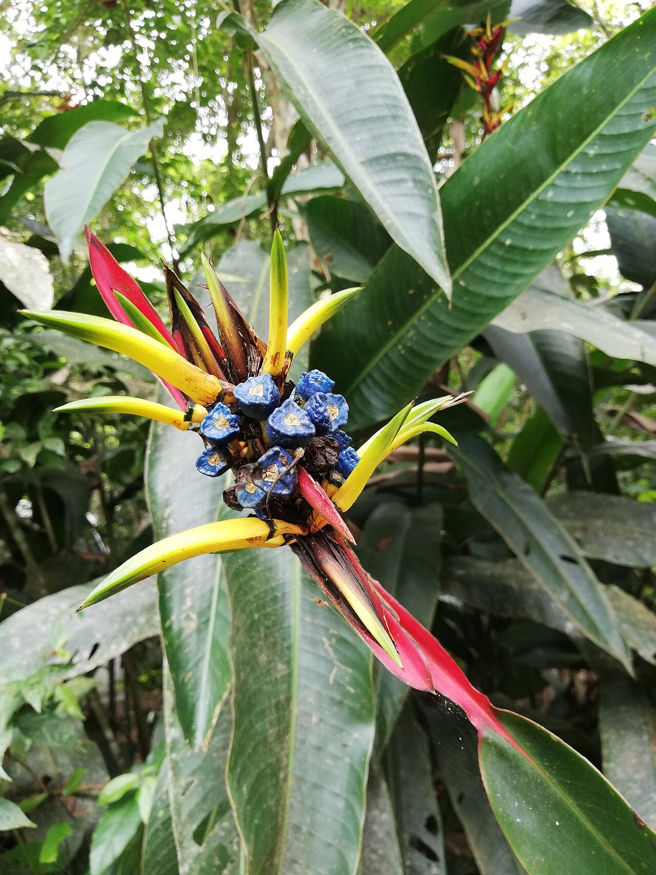 Heliconia vaginalis: Heliconia vaginalis