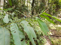Heliconia vaginalis (Heliconia vaginalis)