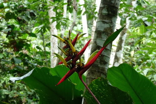 Heliconia vaginalis (Heliconia vaginalis)