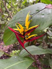 Heliconia vaginalis (Heliconia vaginalis)