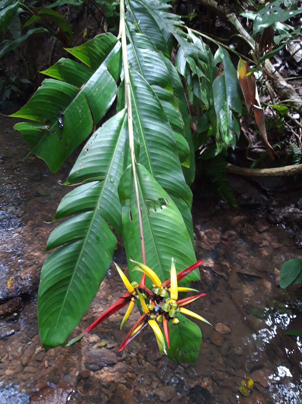 Heliconia vaginalis: Heliconia vaginalis
