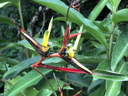 Heliconia vaginalis (Heliconia vaginalis)