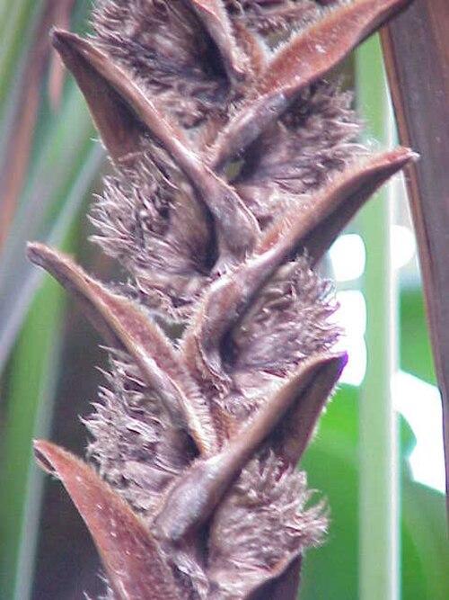 Heliconia vellerigera: Species : Heliconia vellerigera Family : Heliconiaceae Image No. 1