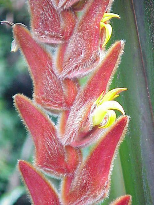 Heliconia vellerigera: Species : Heliconia vellerigera Family : Heliconiaceae Image No. 2