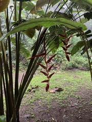Heliconia vellerigera (Heliconia vellerigera)