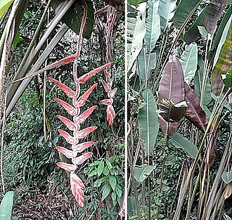 Heliconia vellerigera: A hairy species with a reddish brown back to its leaves. Found from southern Colombia to Peru. Photo from central Ecuador. In context at www.dixpix.ca/meso_amer