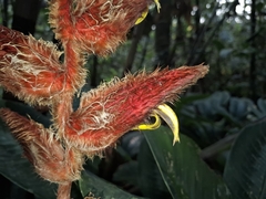 Heliconia vellerigera (Heliconia vellerigera)
