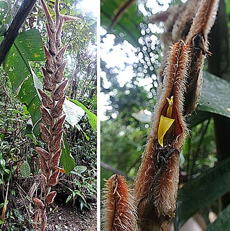 Heliconia vellerigera: This species tends to turn brown with age.