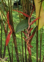 Heliconia vellerigera (Heliconia vellerigera)