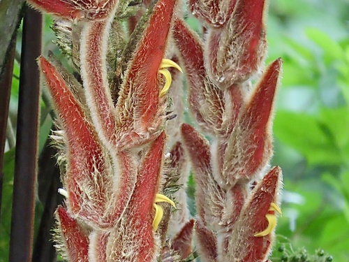 Heliconia vellerigera (Heliconia vellerigera)
