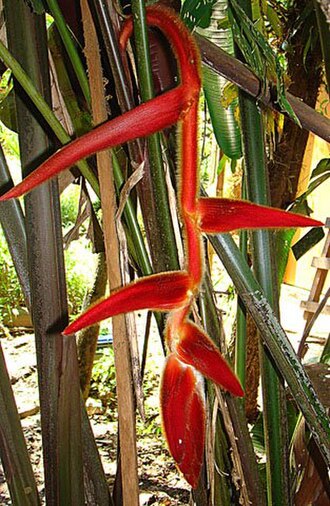 Heliconia vellerigera: Dick Culbert: A few species are covered with hair, they are sort of furry. This one should be Heliconia vellerigera , which occurs from Costa Rica to Peru, and