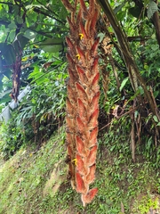 Heliconia vellerigera (Heliconia vellerigera)