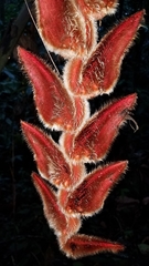 Heliconia vellerigera (Heliconia vellerigera)