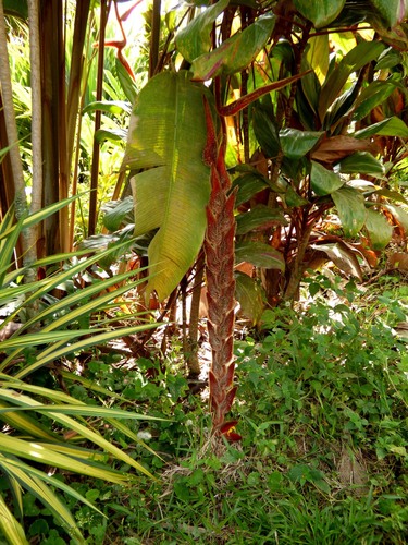 Heliconia vellerigera (Heliconia vellerigera)