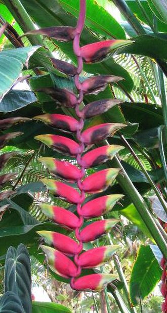 Heliconia velutina: Heliconia velutina, inflorescence, Botanical garden Heidelberg
