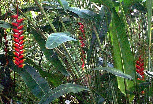 Heliconia velutina: Heliconia velutina (de: Samt-Papageienblume), Botanical Garden Heidelberg.